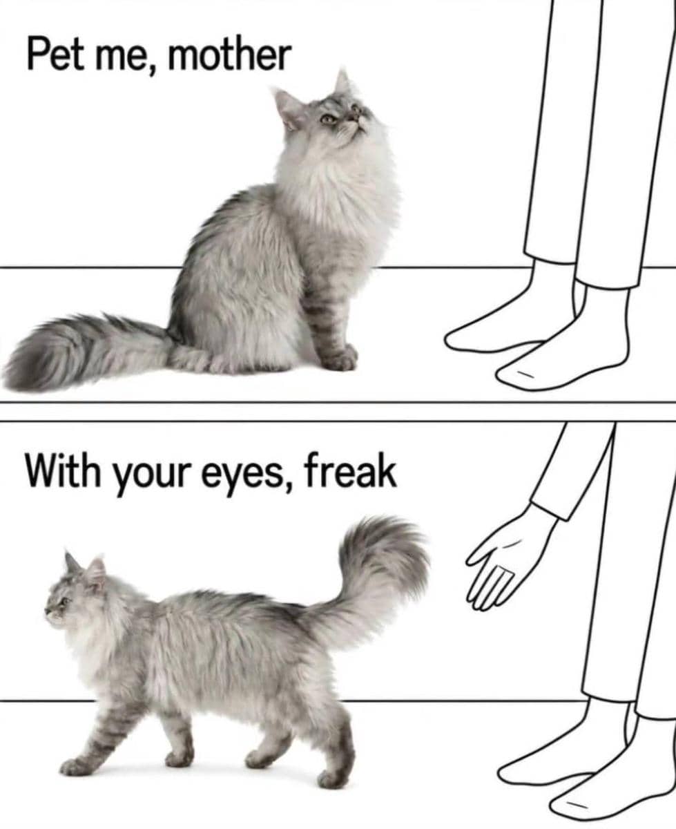 meme kucing abu-abu