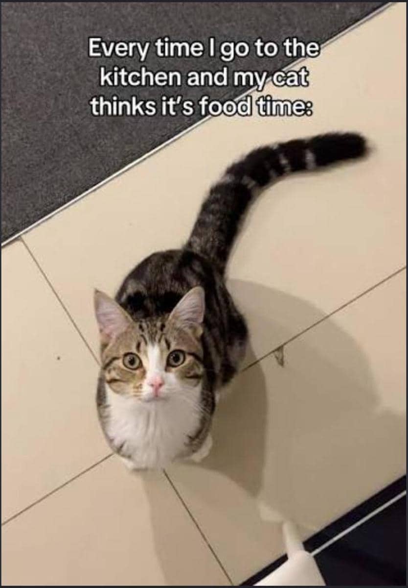 meme kucing abu-abu