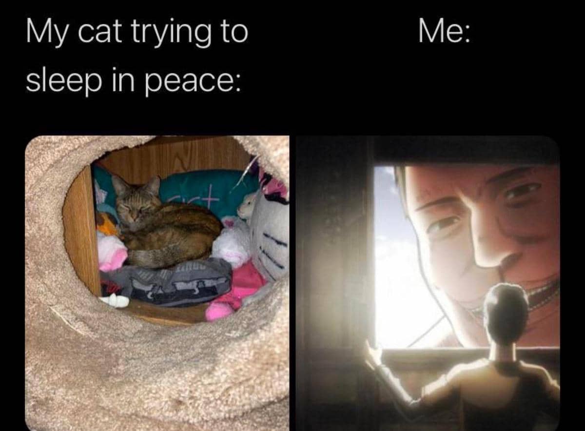 meme kucing tentang mencoba untuk tidur