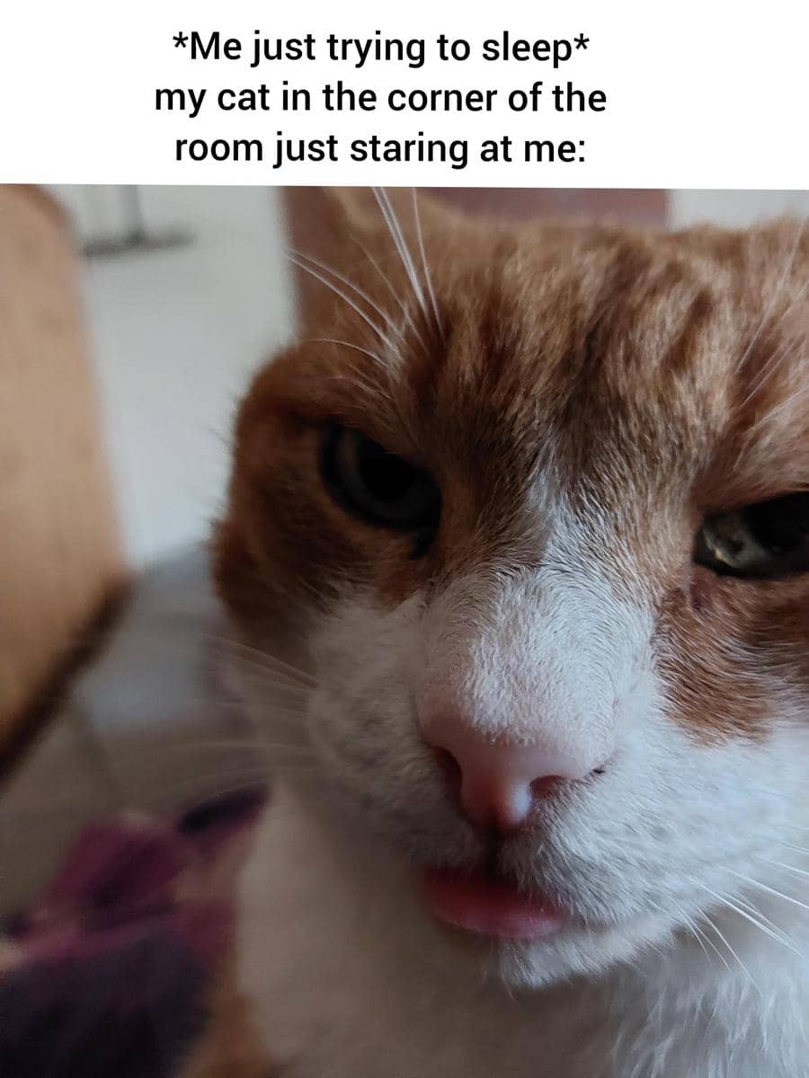 meme kucing tentang mencoba untuk tidur