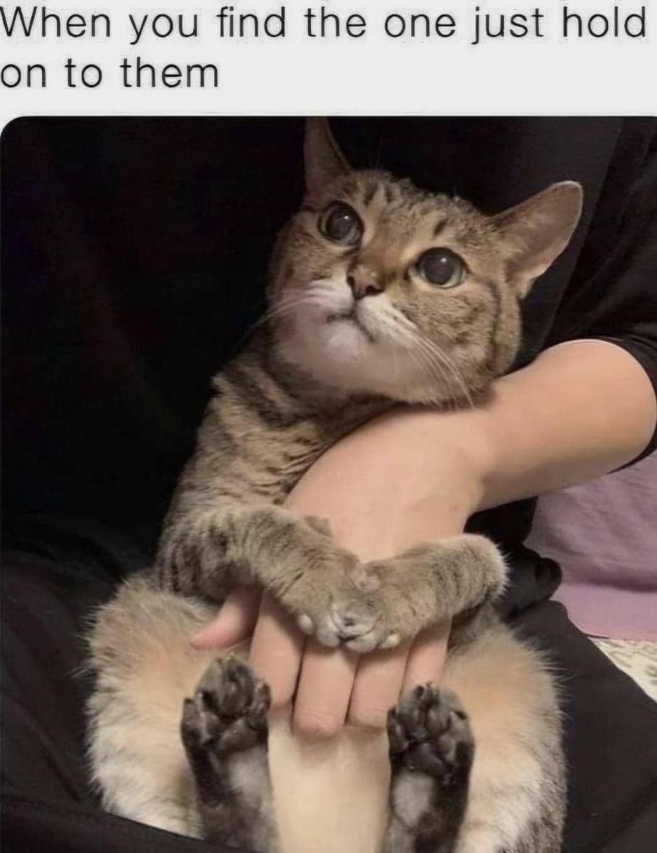meme kucing abu-abu