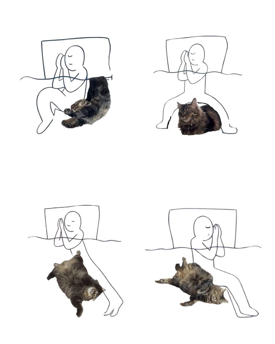 meme kucing tentang mencoba untuk tidur