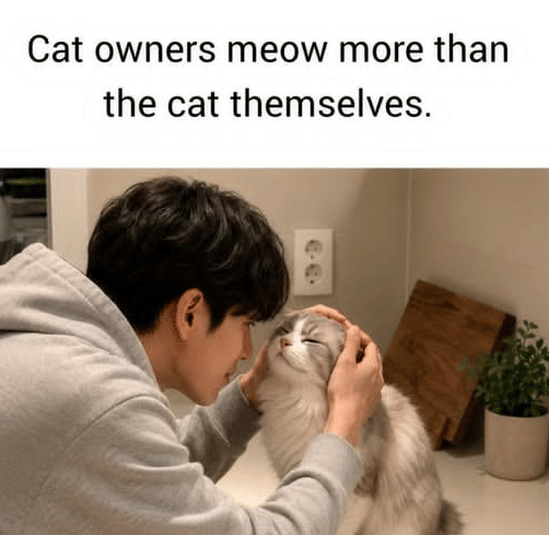 meme kucing abu-abu