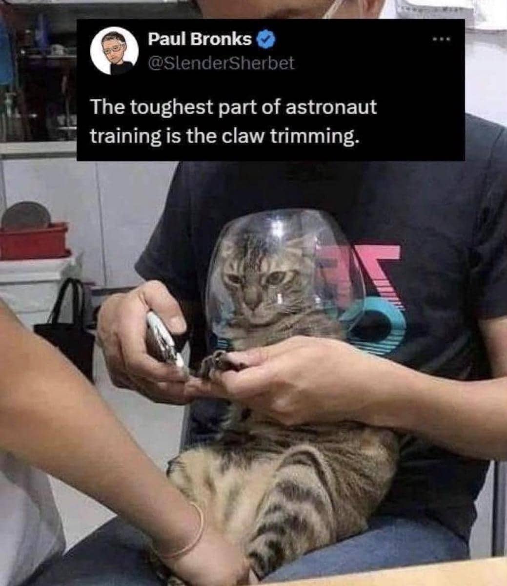 meme kucing abu-abu