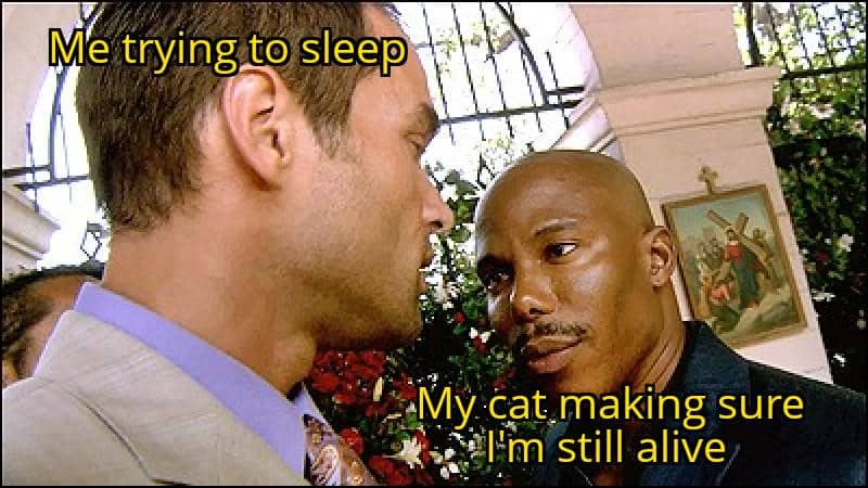 meme kucing tentang mencoba untuk tidur