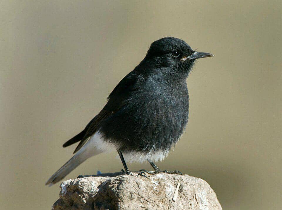 5 Fakta Menarik Black Wheatear, Burung Hitam Pembawa Batu