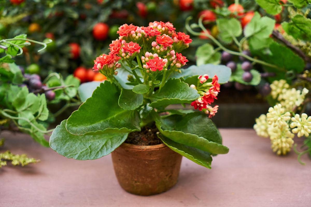 5 Tanaman Hias dengan Daun Bertekstur Tebal, Ideal Ditanam di Rumah