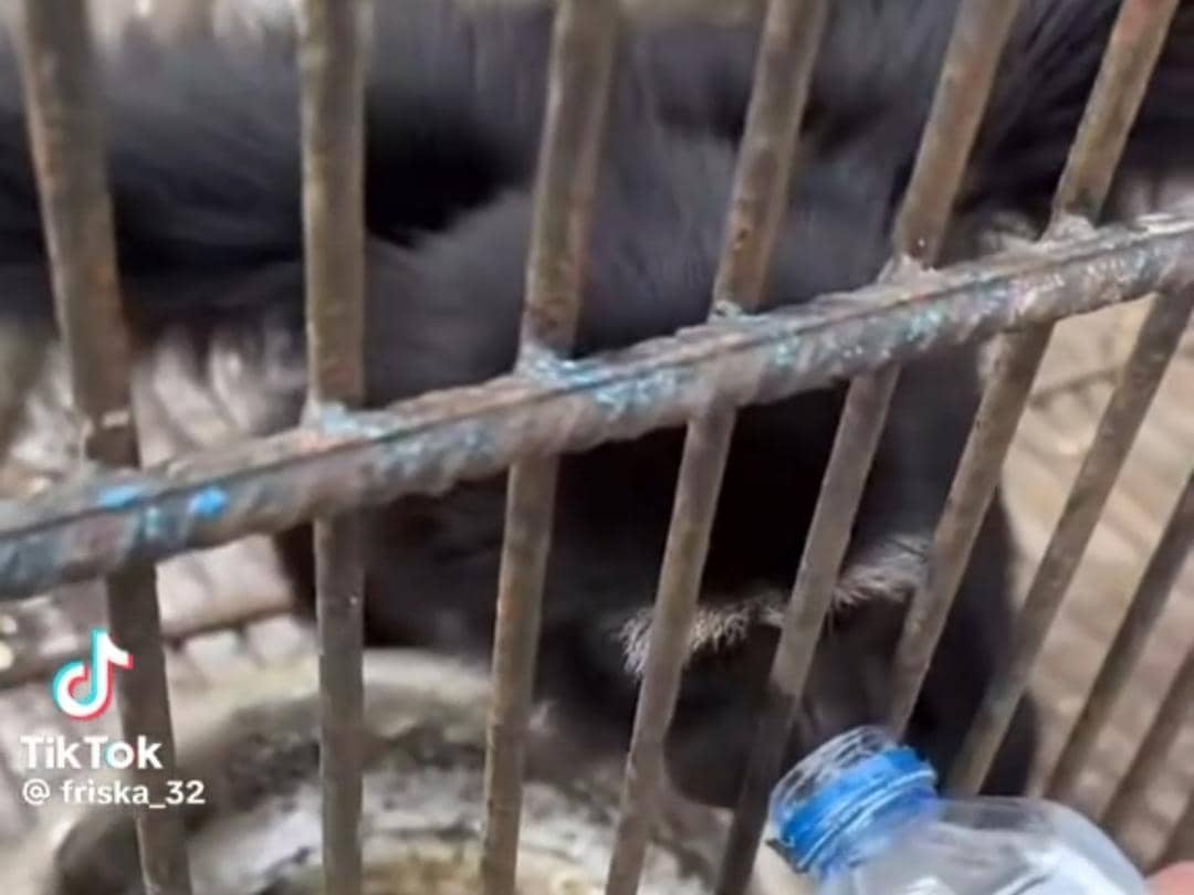Tangkap layar konten pengunjung memberikan minuman kepada satwa siamang kehausan di Taman Wisata Bumi Kedaton, Bandar Lampung