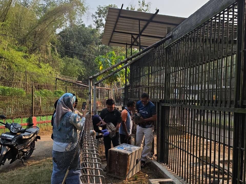 Video Satwa Viral, BKSDA Gercep Evakuasi Empat Hewan di Bumi Kedaton