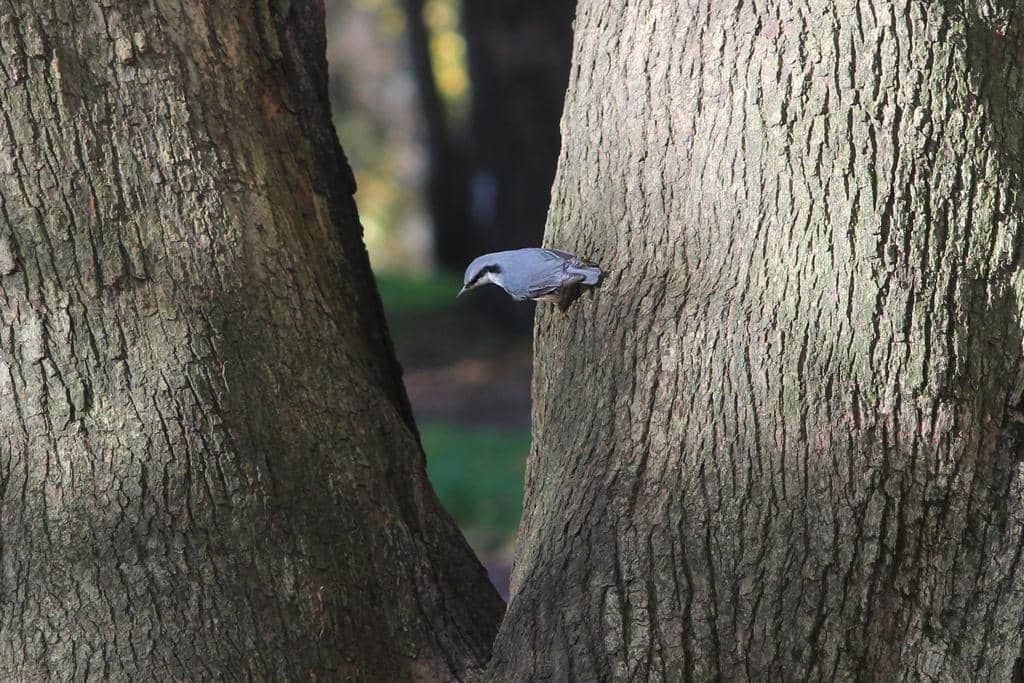 Burung Sitta europaea