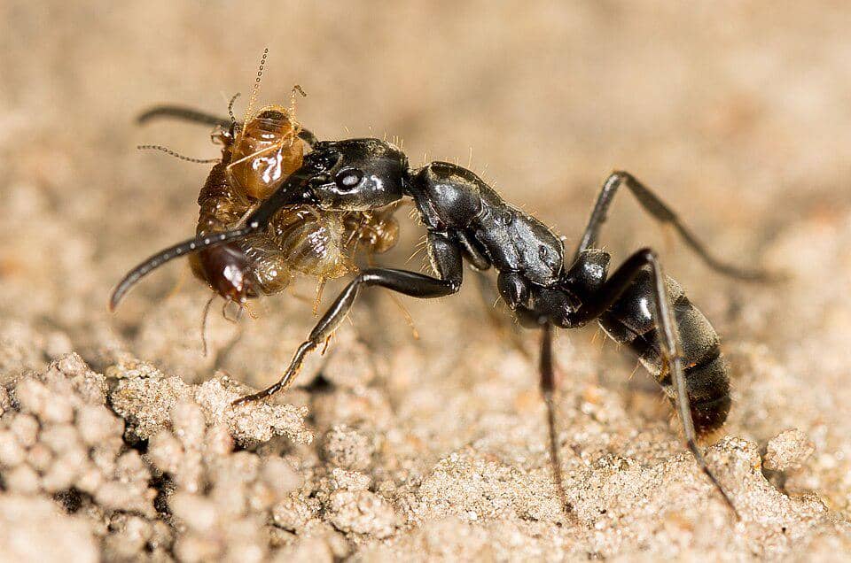 5 Fakta Menarik Matabele Ant, Semut Pemburu yang Saling Menolong