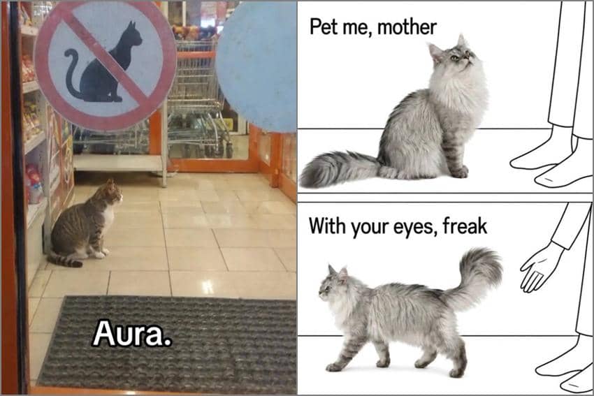8 Meme Kucing Abu-abu, Ternyata Banyak yang Bandel, ya!