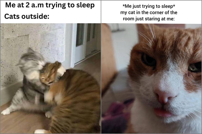 8 Meme Kucing tentang Mencoba untuk Tidur, Digangguin Mulu