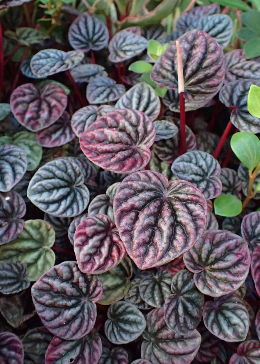 ilustrasi Peperomia Caperata