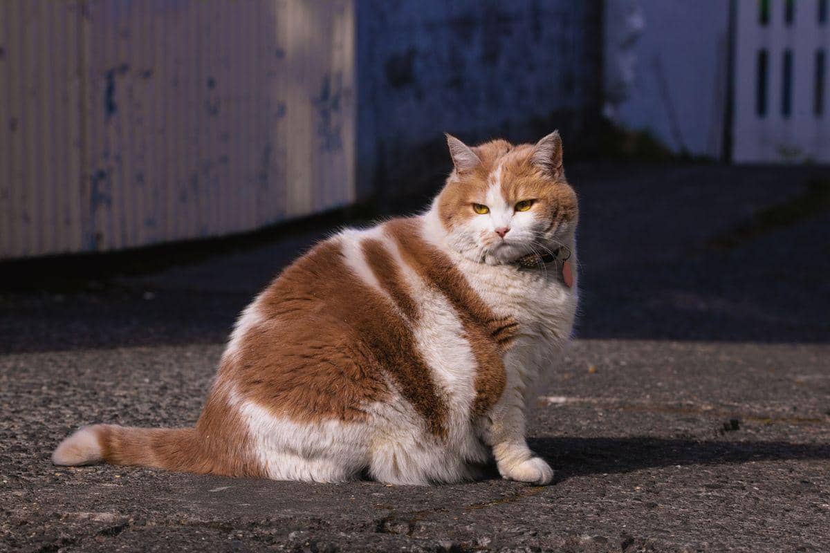 ilustrasi kucing obesitas