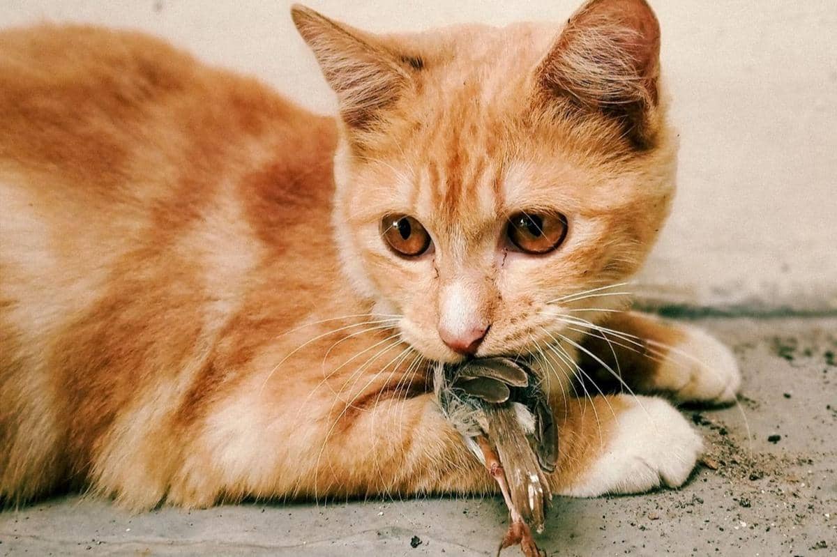 4 Bahaya Kasih Makanan Sisa ke Kucing Jalanan, Please Stop!