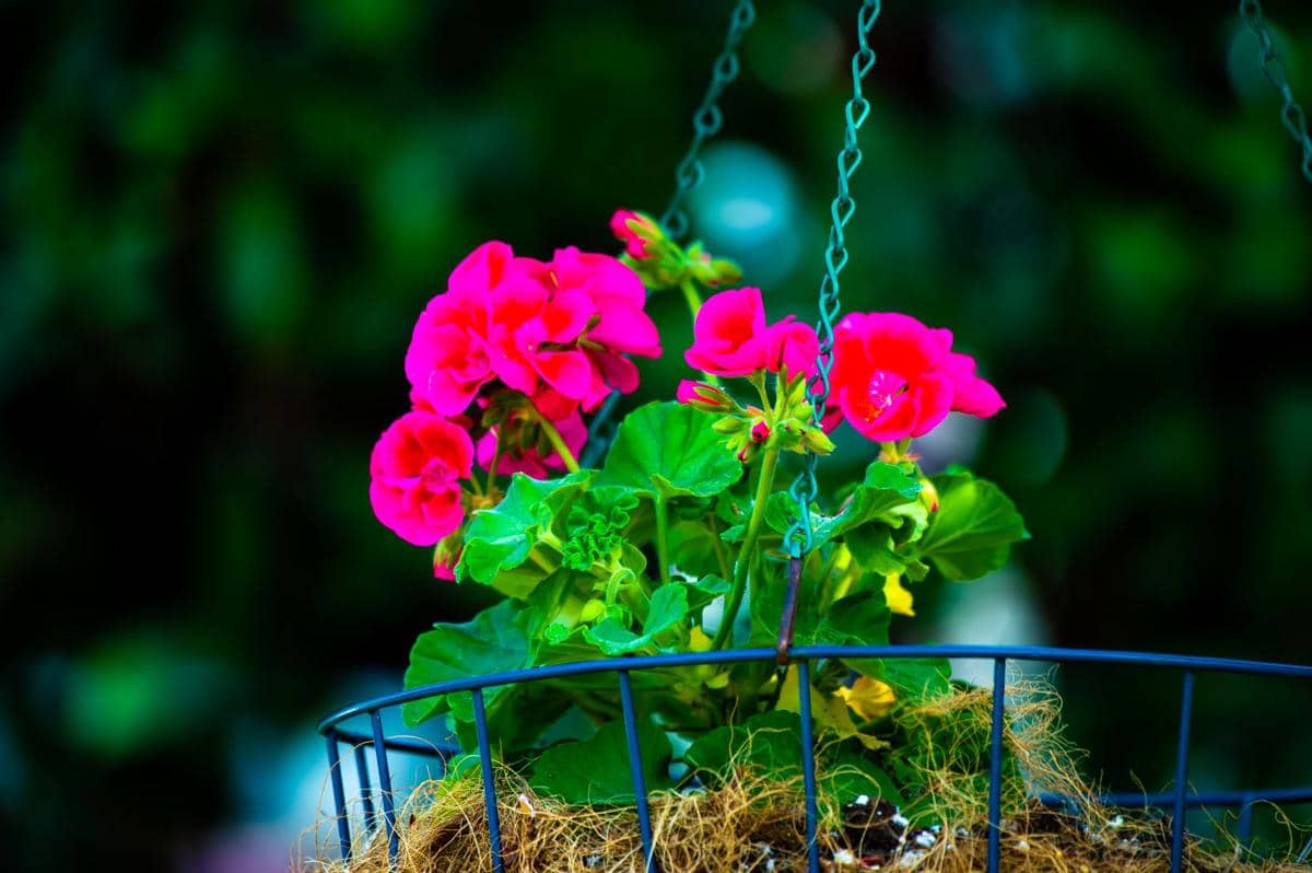 ilustrasi geranium