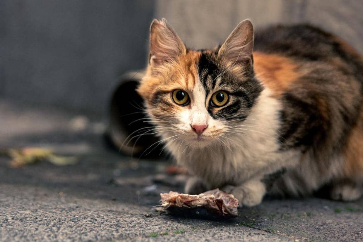 ilustrasi kucing liar makan tulang
