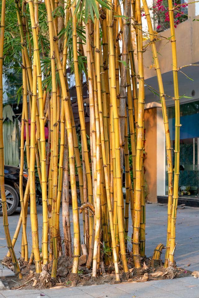ilustrasi bambu kuning