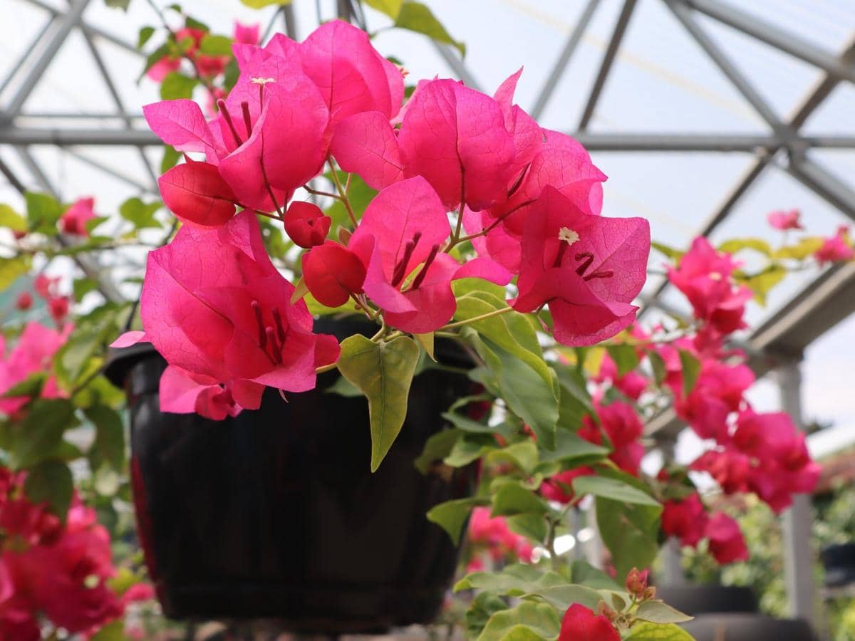ilustrasi bougainvillea