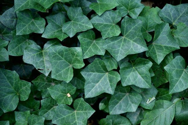 ilustrasi english ivy