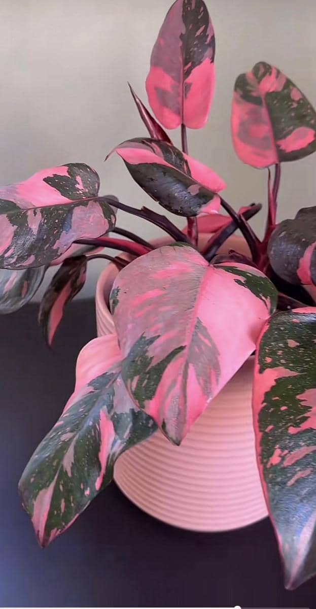 ilustrasi Philodendron Pink Princess