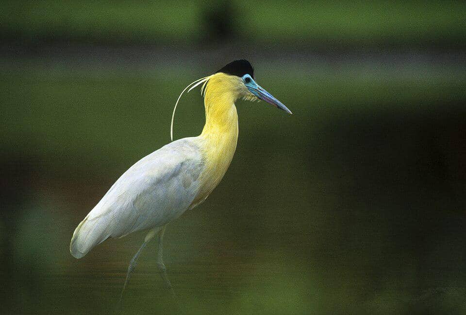 Capped heron