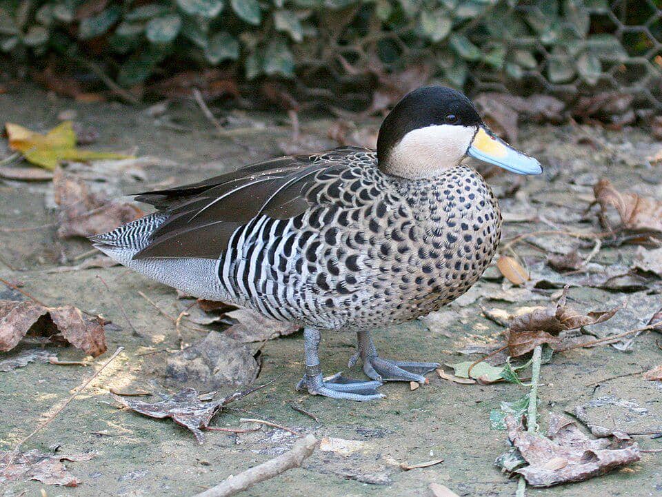 Silver teal