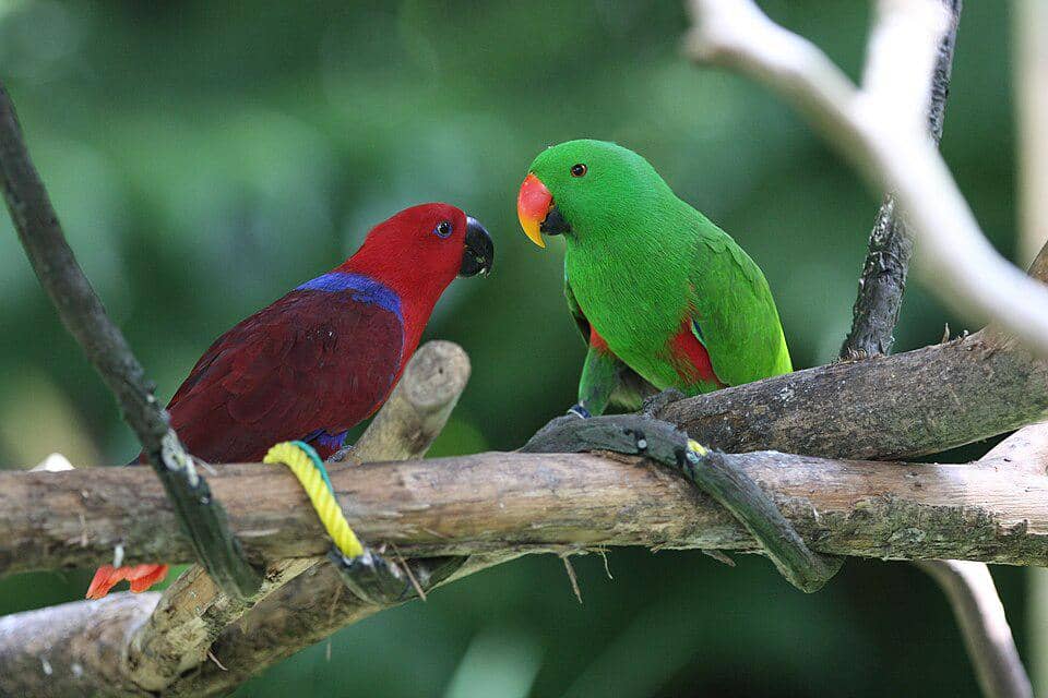 Burung ecletus Papua