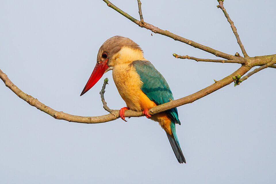 Stork-billed Kingfisher