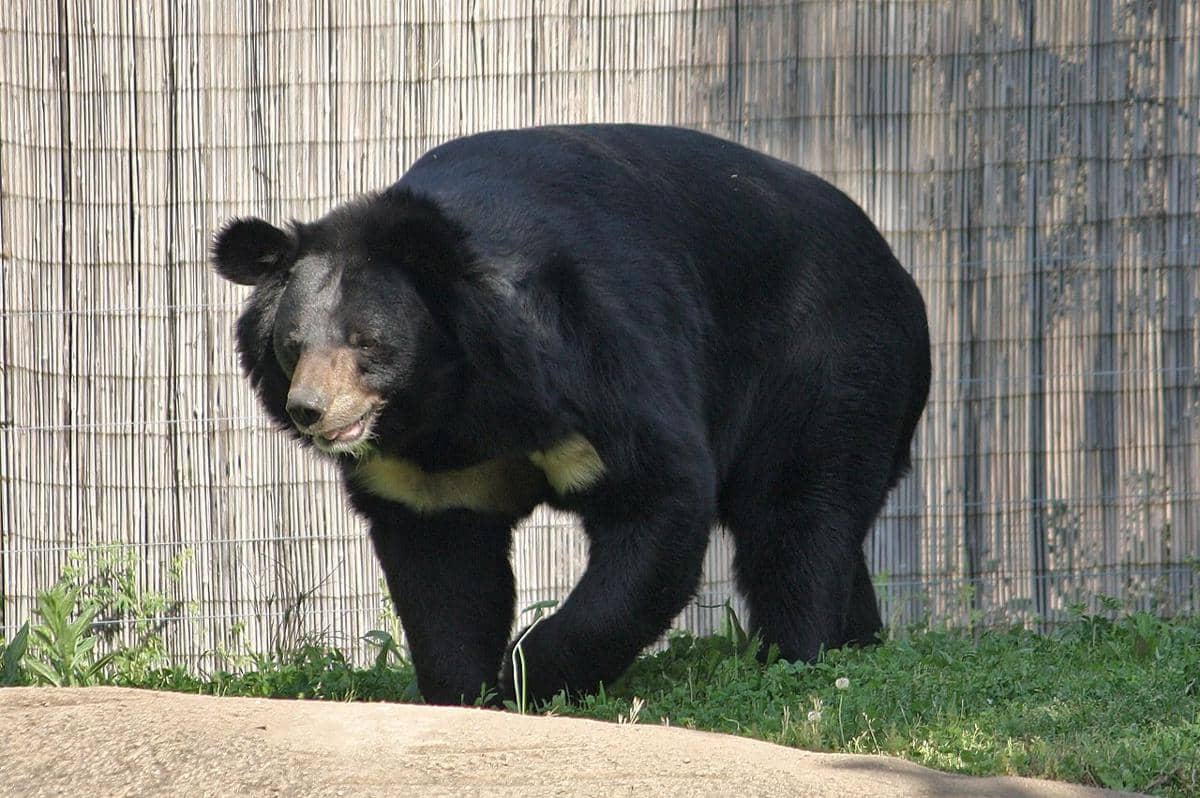 Beruang hitam Asia (Ursus thibetanus).