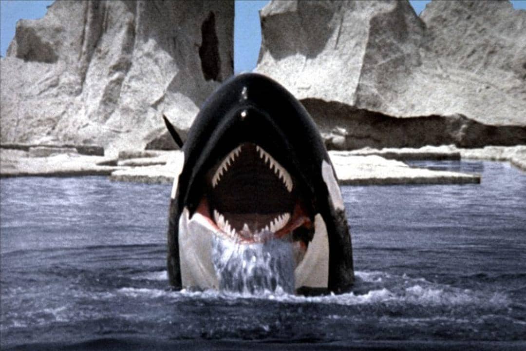 adegan dalam film Orca