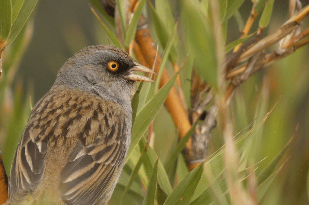 volcano junco