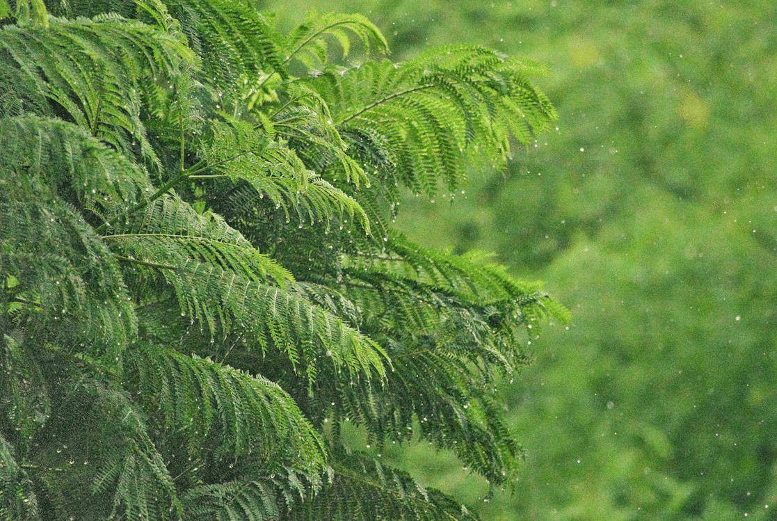 Kondisi di mana air hujan efektif untuk memadamkan kebakaran hutan