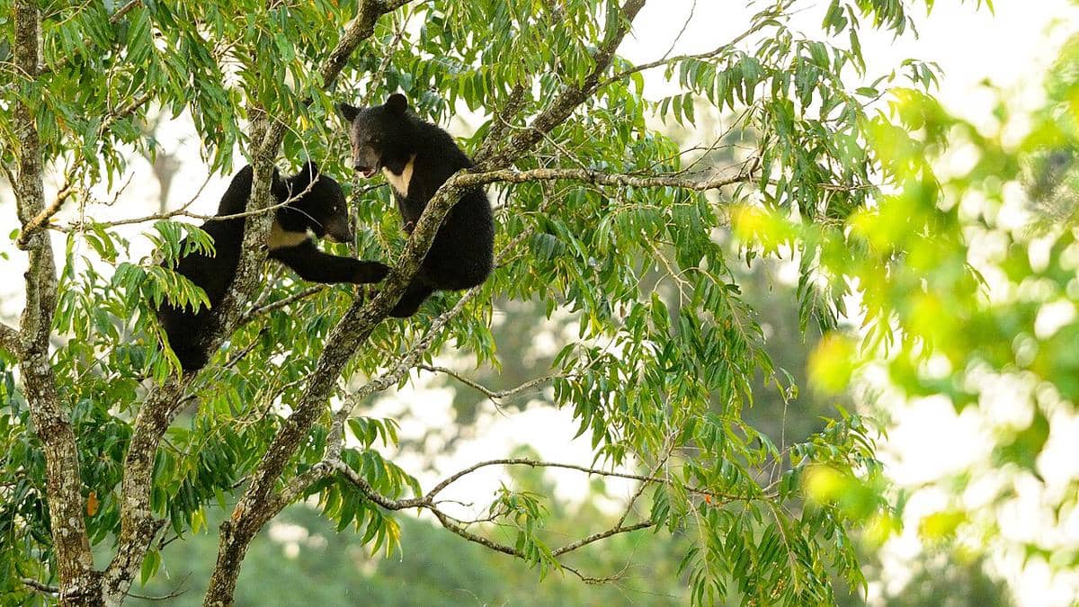 Beruang hitam Asia (Ursus thibetanus).