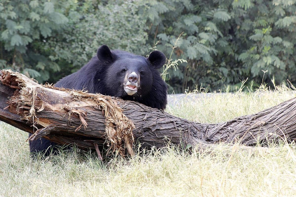 Beruang hitam Asia (Ursus thibetanus).