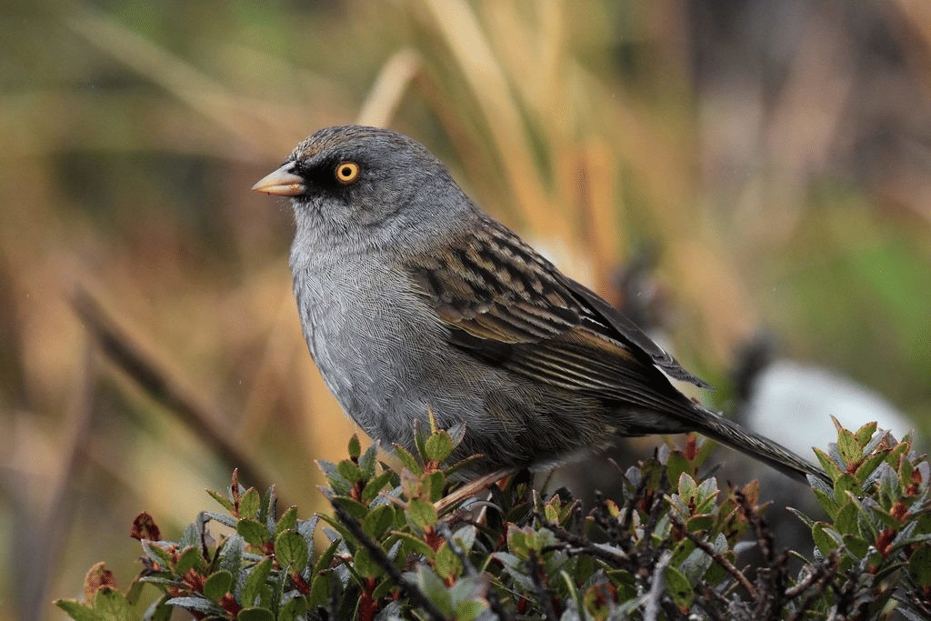 5 Fakta Menarik Volcano Junco, Sarangnya Dibuat dari Rumput