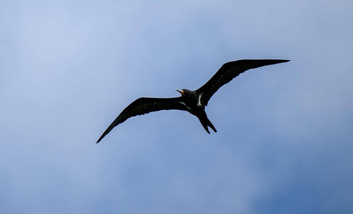 Burung frigate kecil 