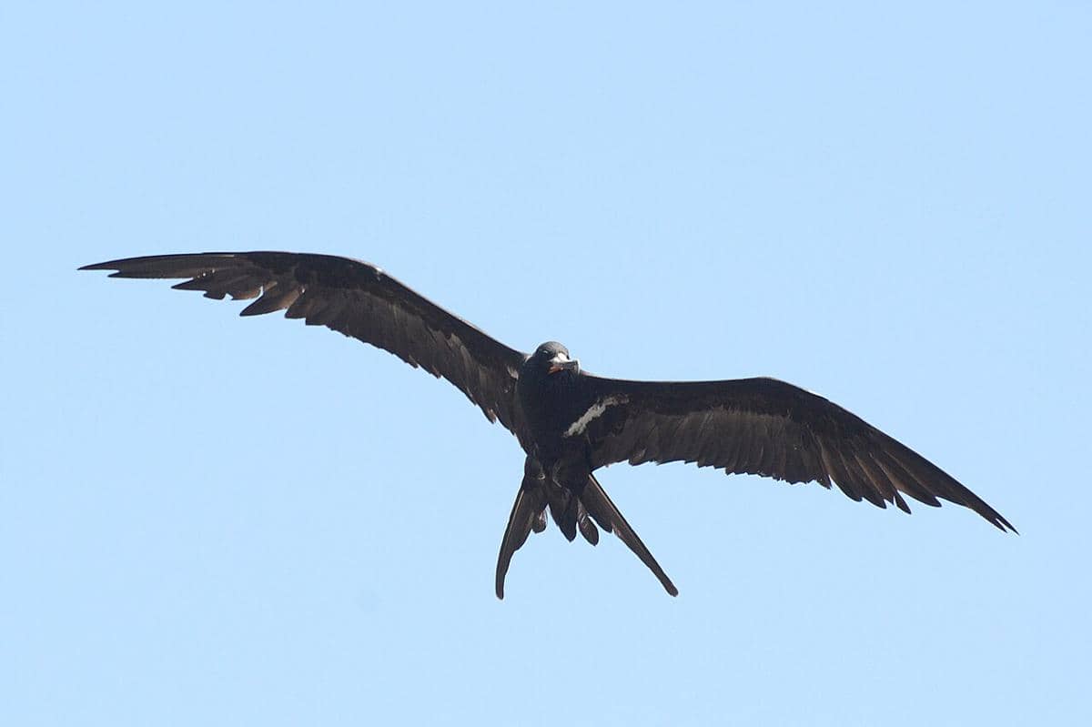 Burung frigate kecil 