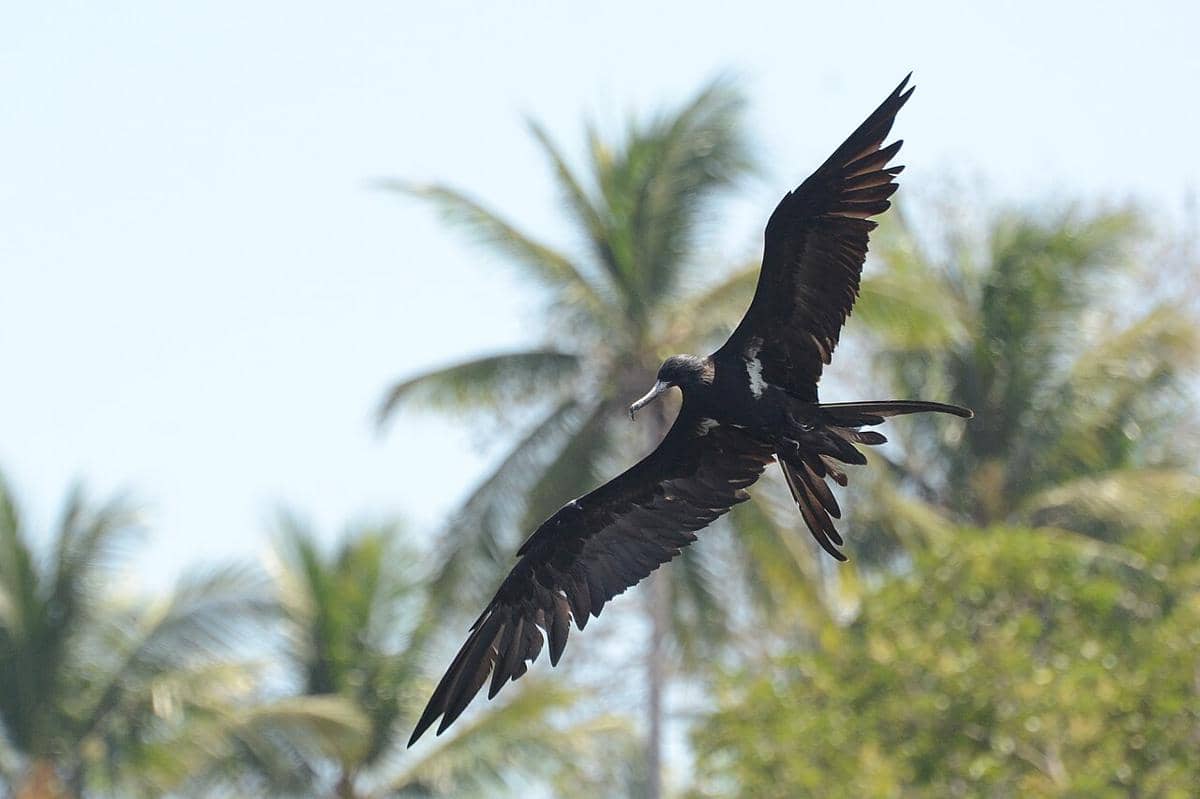 Burung frigate kecil