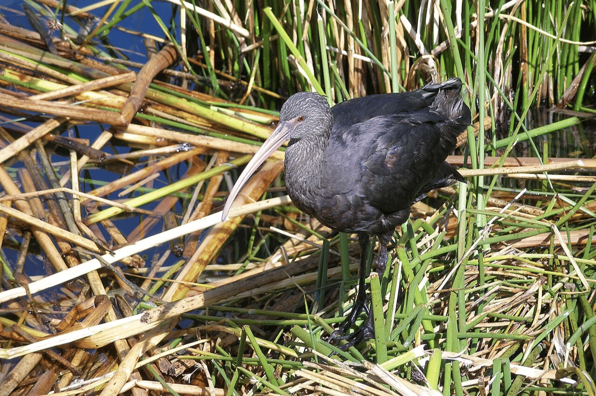 ibis puna