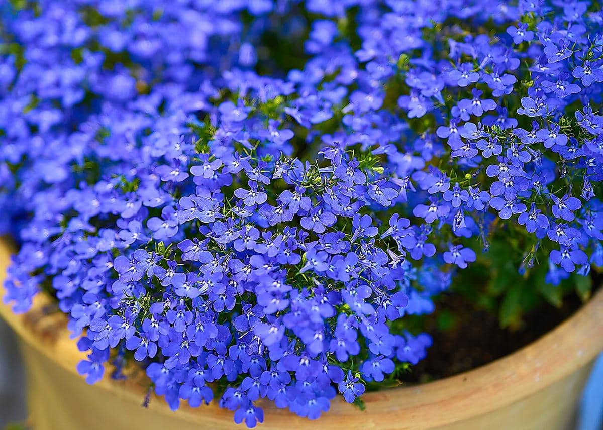 ilustrasi lobelia erinus