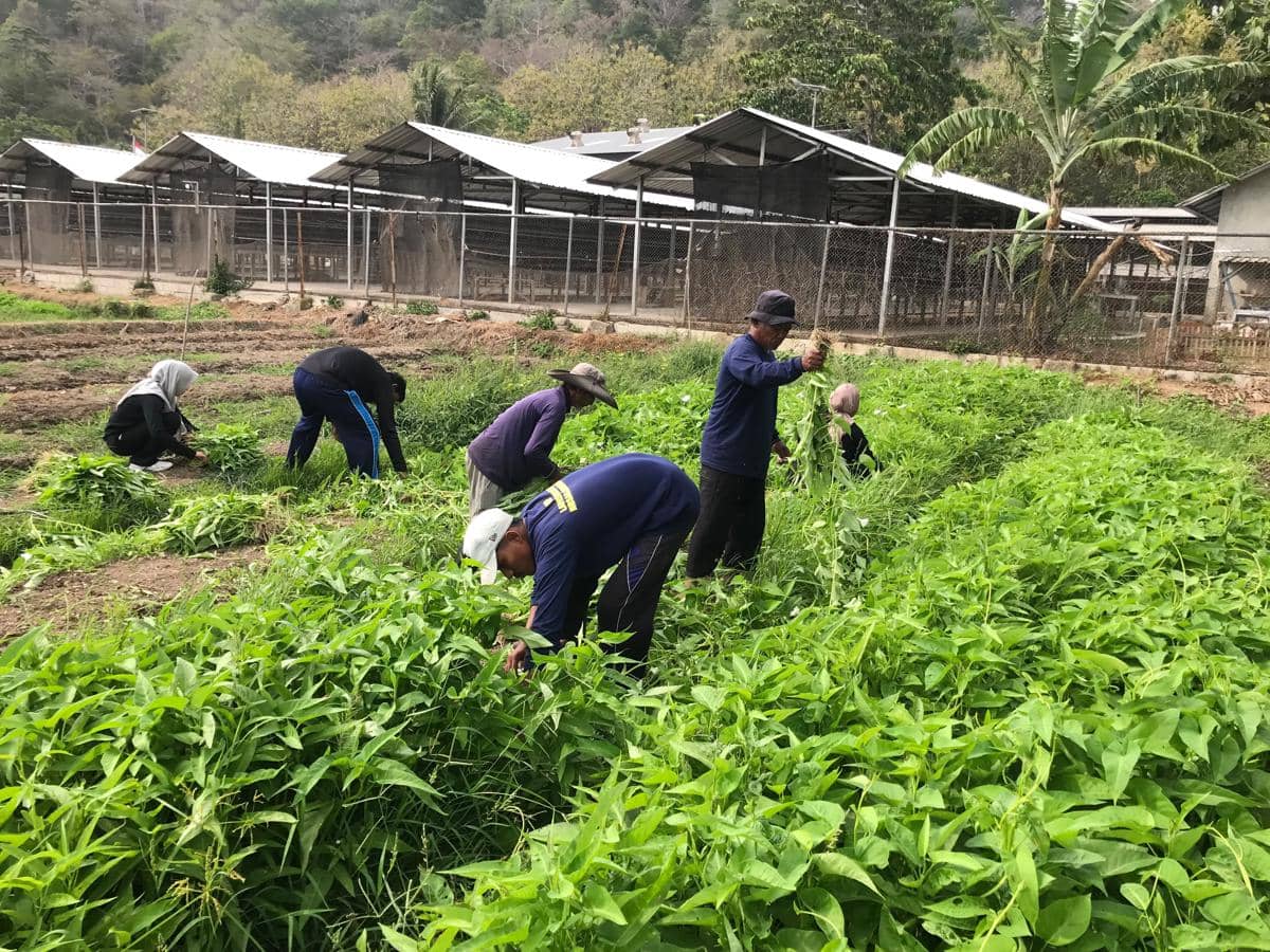 Panen 50 Kilo Kangkung Jadi Bukti Ketahanan Pangan Napi Nusakambangan