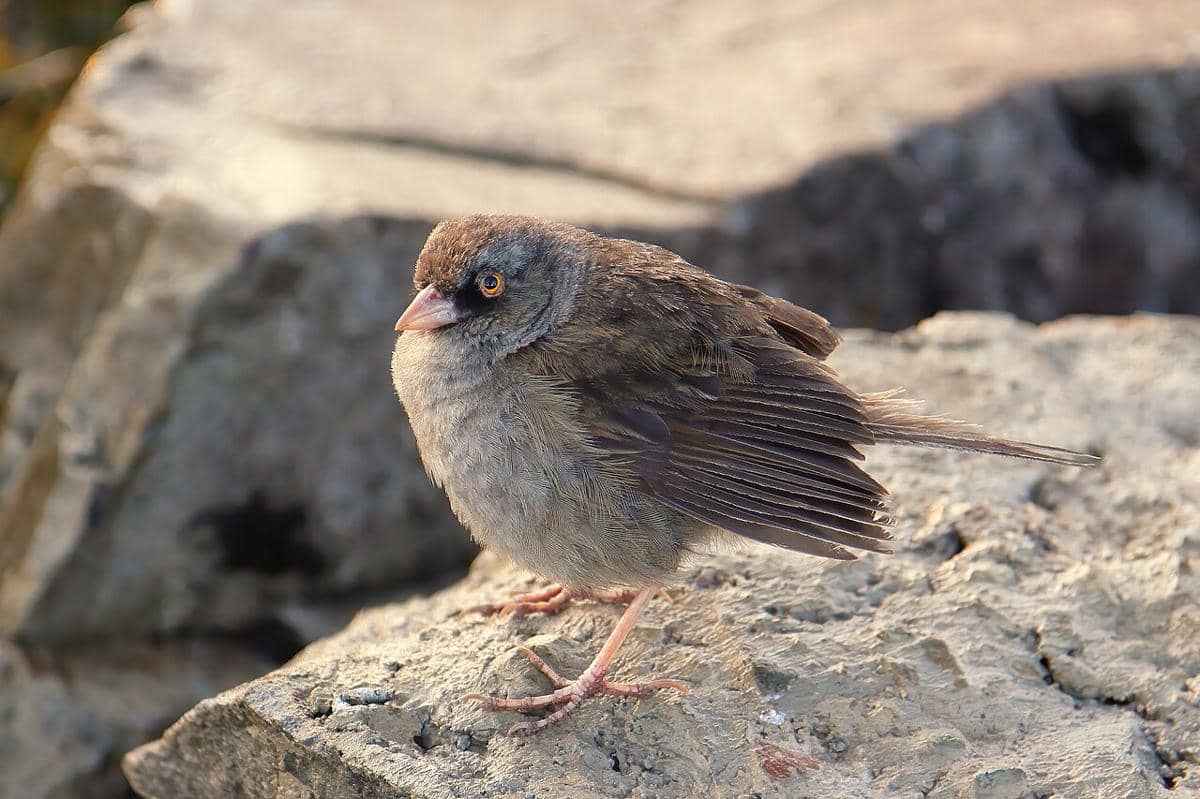 volcano junco