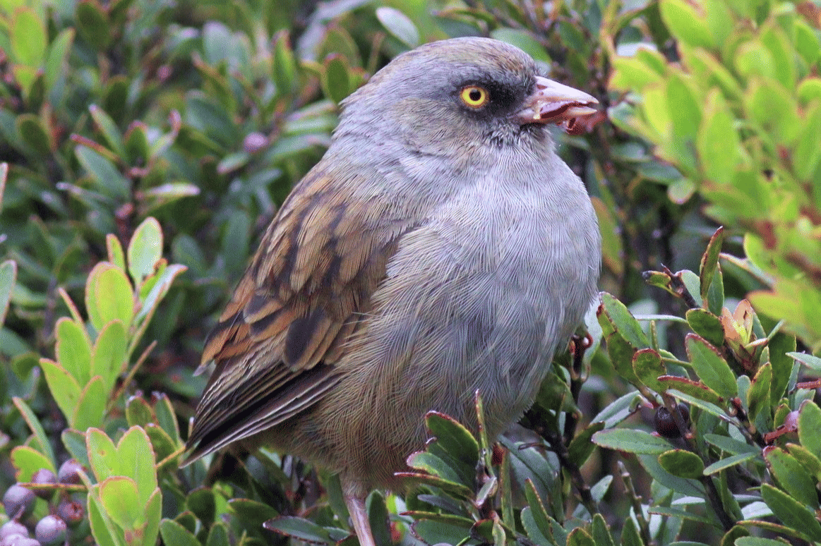 volcano junco