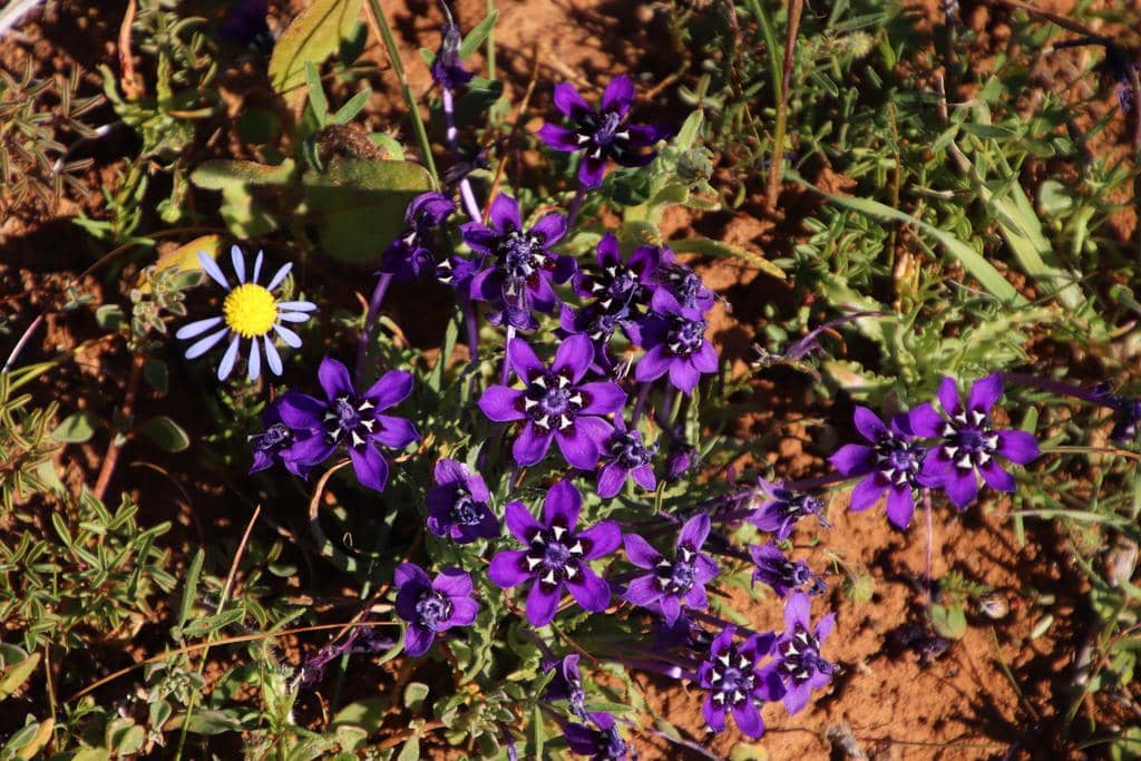 Bunga Lapeirousia oreogena