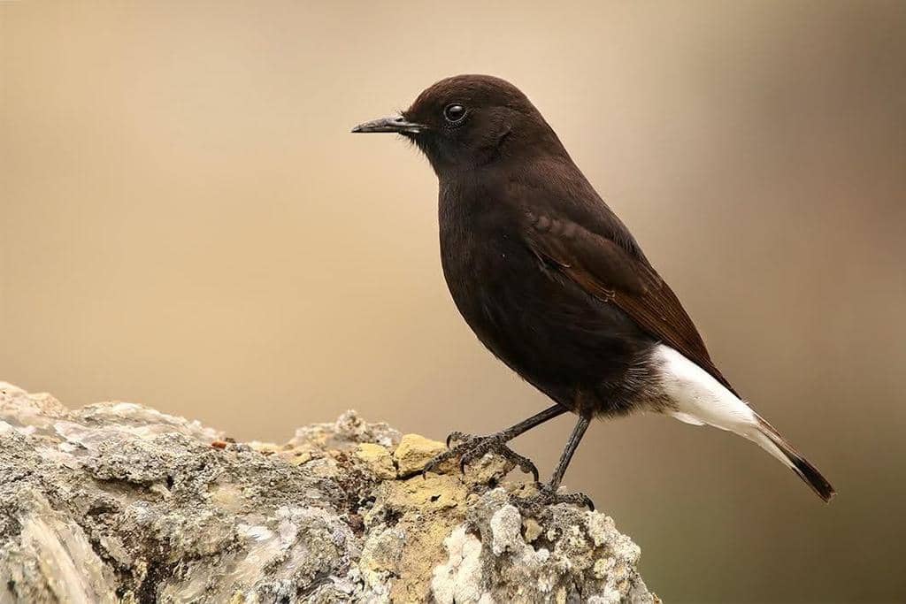 Burung Oenanthe leucura