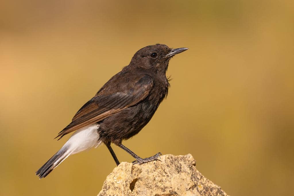 Burung Oenanthe leucura