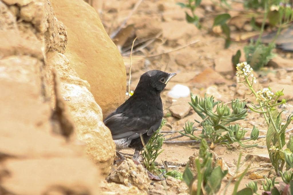 Burung Oenanthe leucura