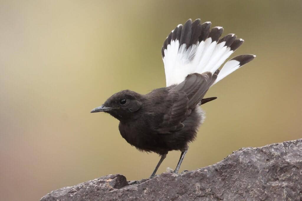 Burung Oenanthe leucura